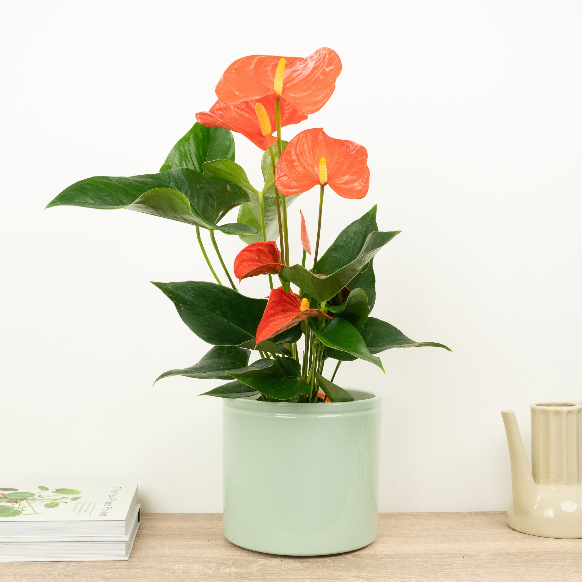 Flamingo Flower | Orange