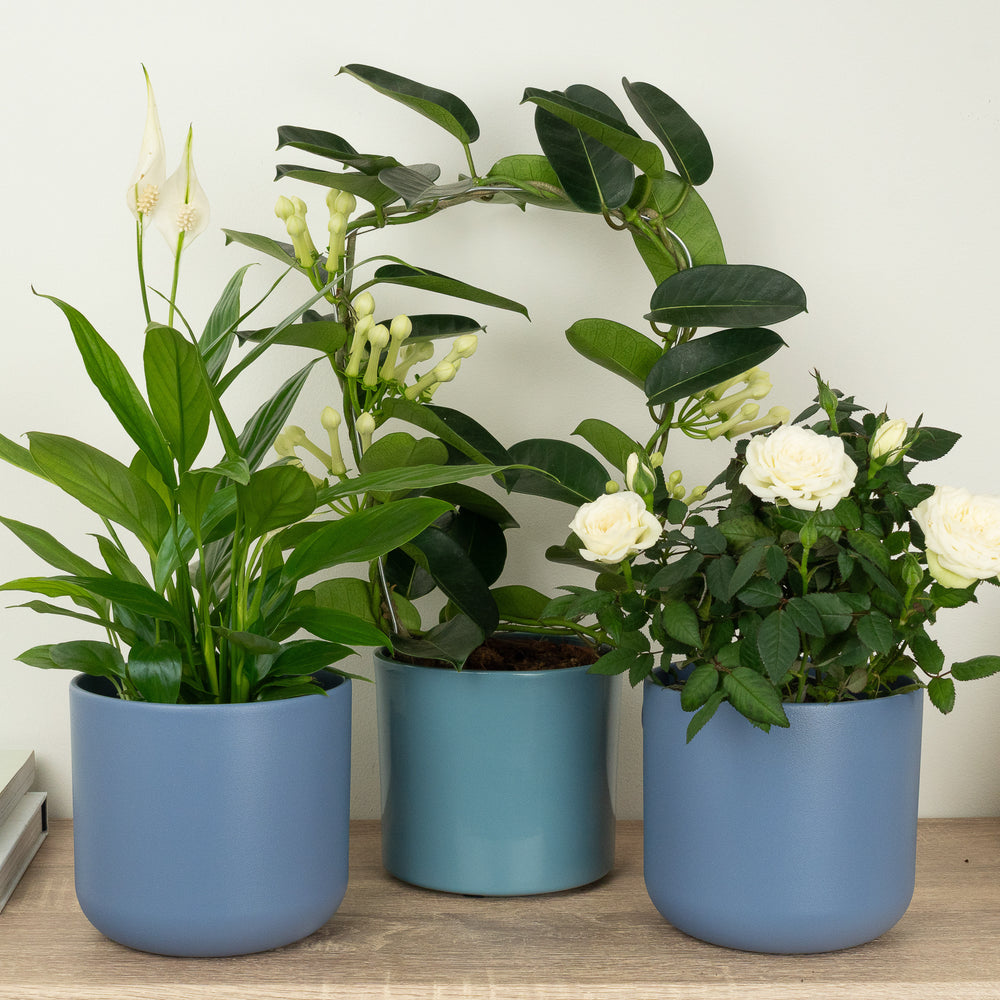 Indoor White Wonders | Plant Bundle | 3 X PLANTS | 3 X POTS | Indoor Plant Bundle
