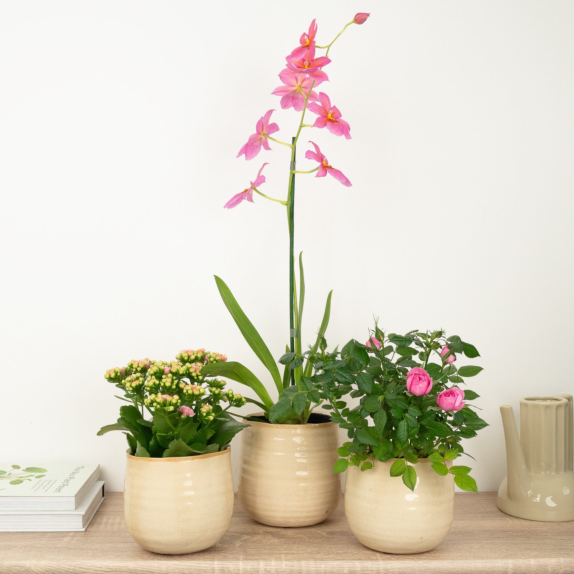 pink house plants uk Pretty In Pink | Plant Bundle | 3 X PLANTS