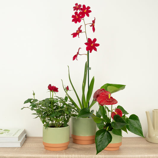 Simply Red | Plant Bundle | 