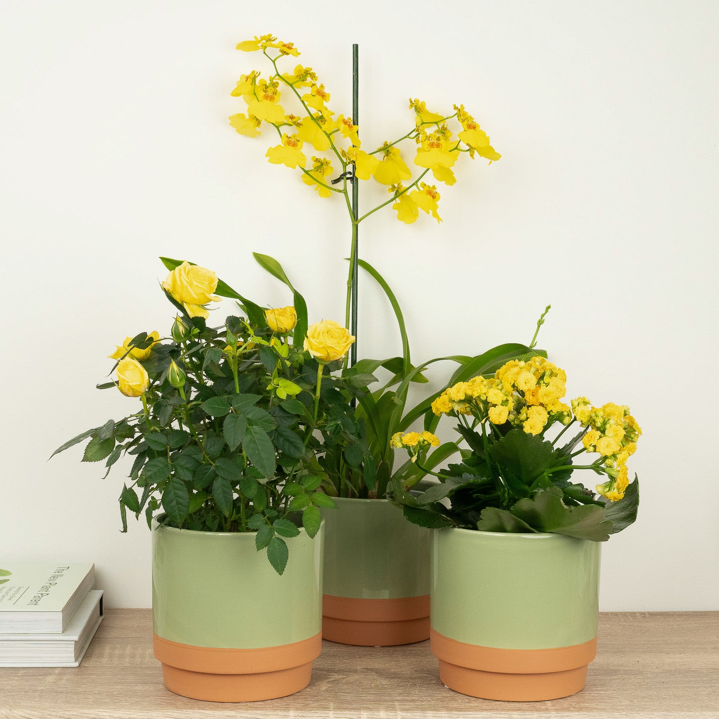 You Are My Sunshine | Plant Bundle