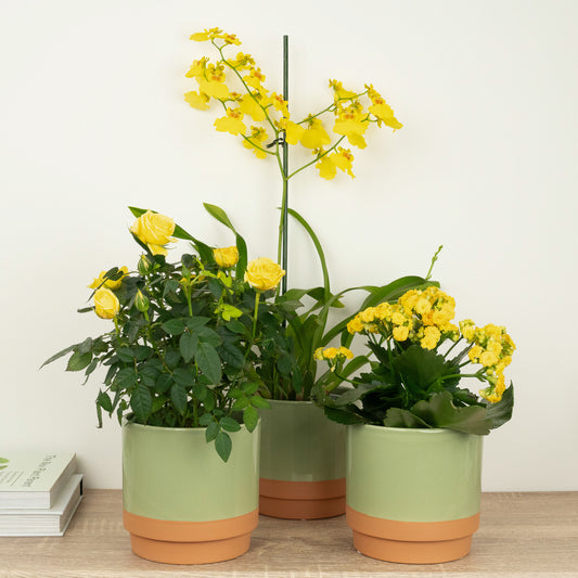 You Are My Sunshine | Plant Bundle | Houseplant Bundles