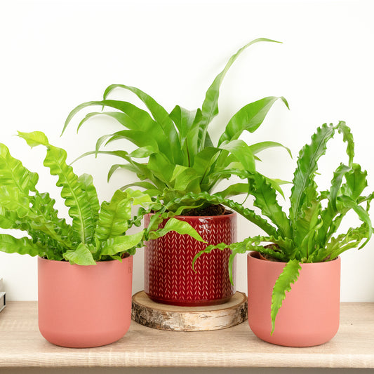 Home To Nest | Plant Bundle | Plant Gifts