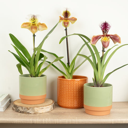 Venus Slipper Orchid | USA Hybrid | Perfect Plants for Under £50