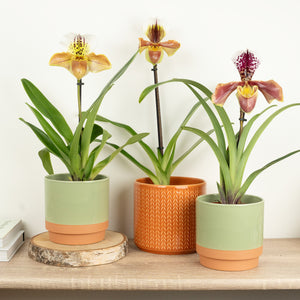 Venus Slipper Orchid | USA Hybrid - Indoor Plant