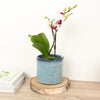Phalaenopsis Orchid | Kolibri No 2