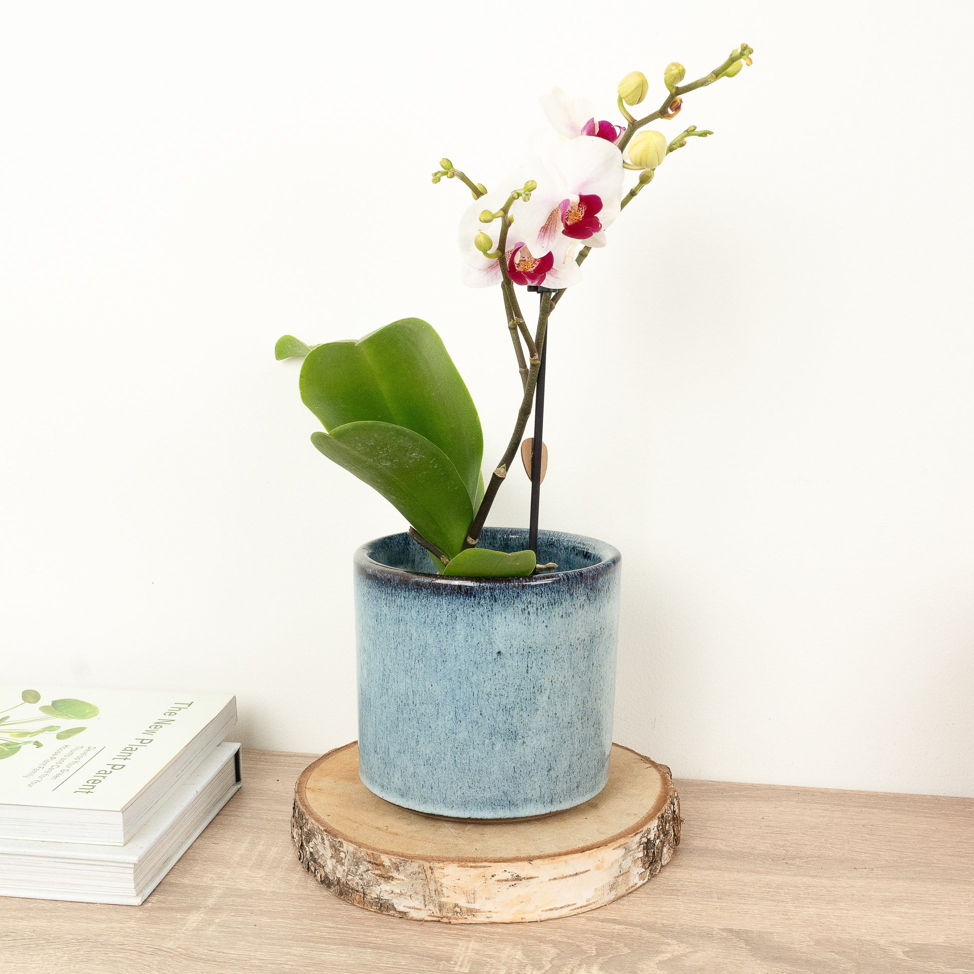 Phalaenopsis Orchid | Kolibri No 2