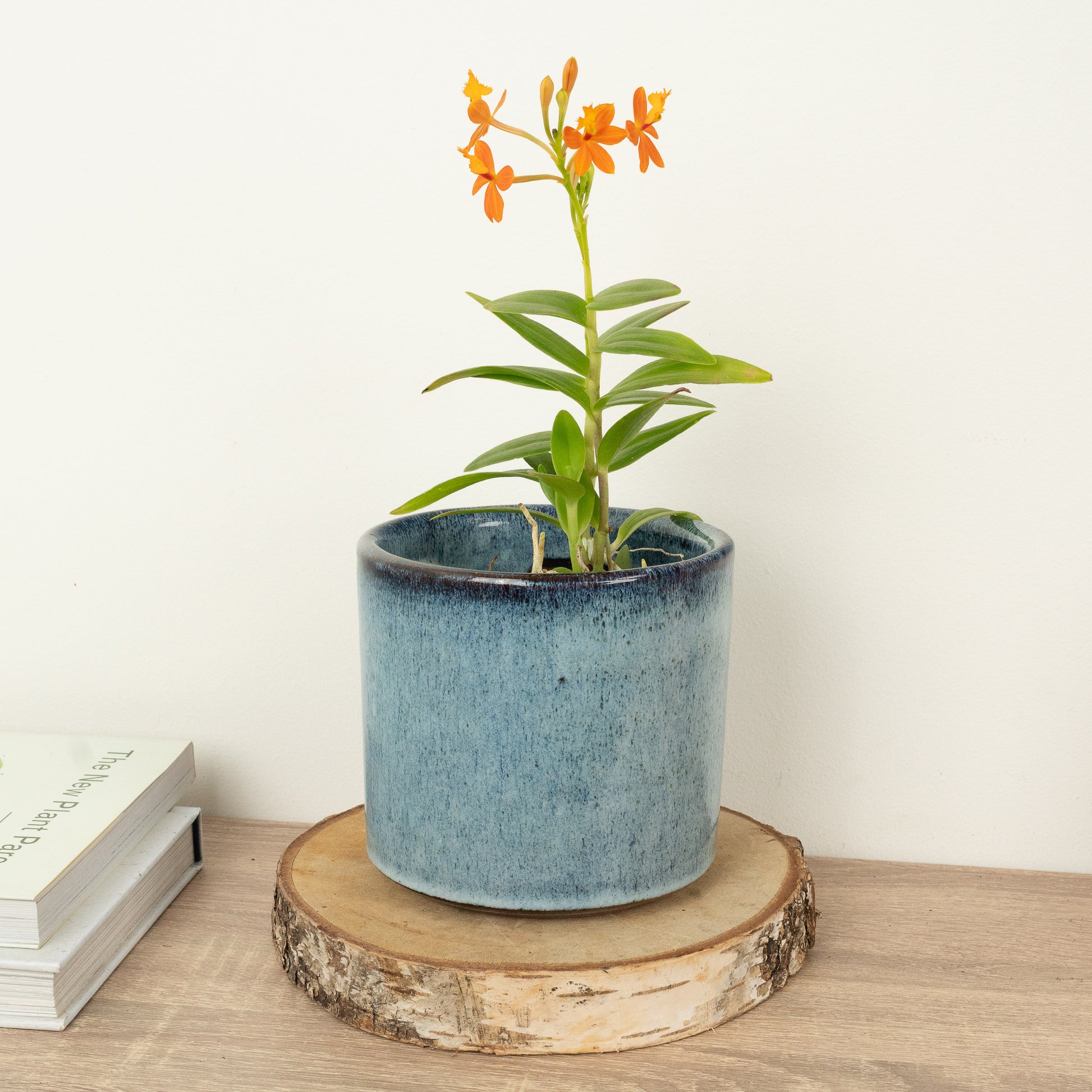 Epidendrum Ibaguense Orange