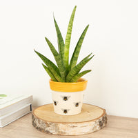 Snake Plant | Firework