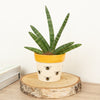 Snake Plant | Skyline