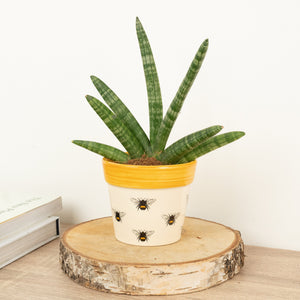 Snake Plant | Skyline - Indoor Plant