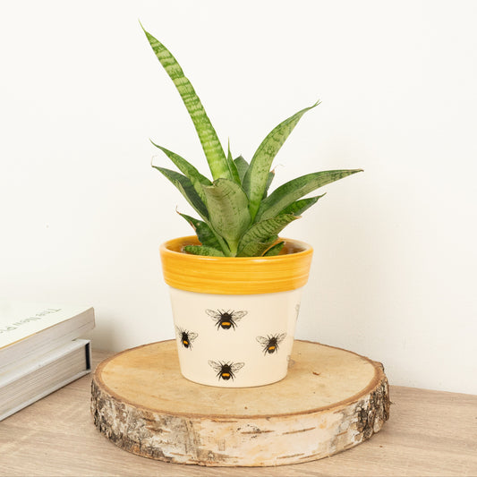 Snake Plant | Star | Perfect Plants for Under £30