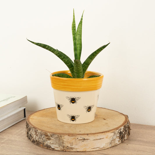 Snake Plant | Galaxy | Perfect Plants for Under £30