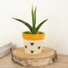 Snake Plant | Galaxy