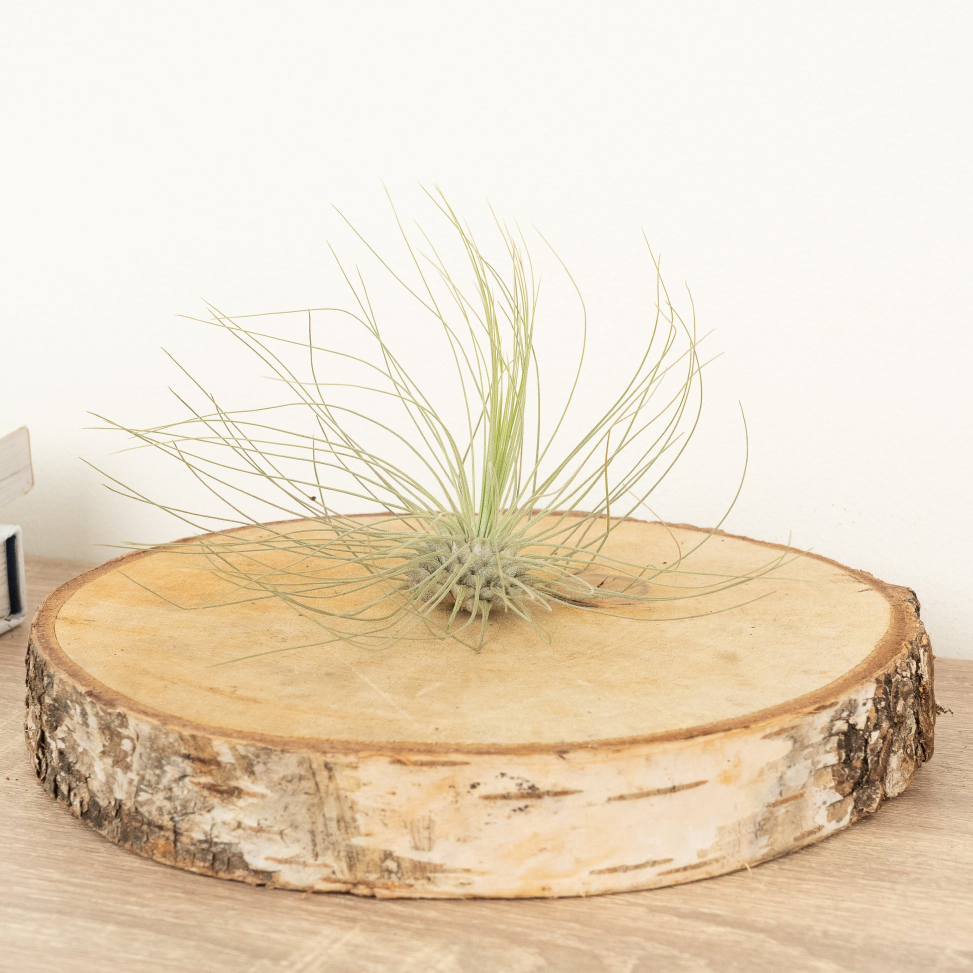 Air Plant | Whisp