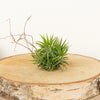 Air Plant | Multiflora