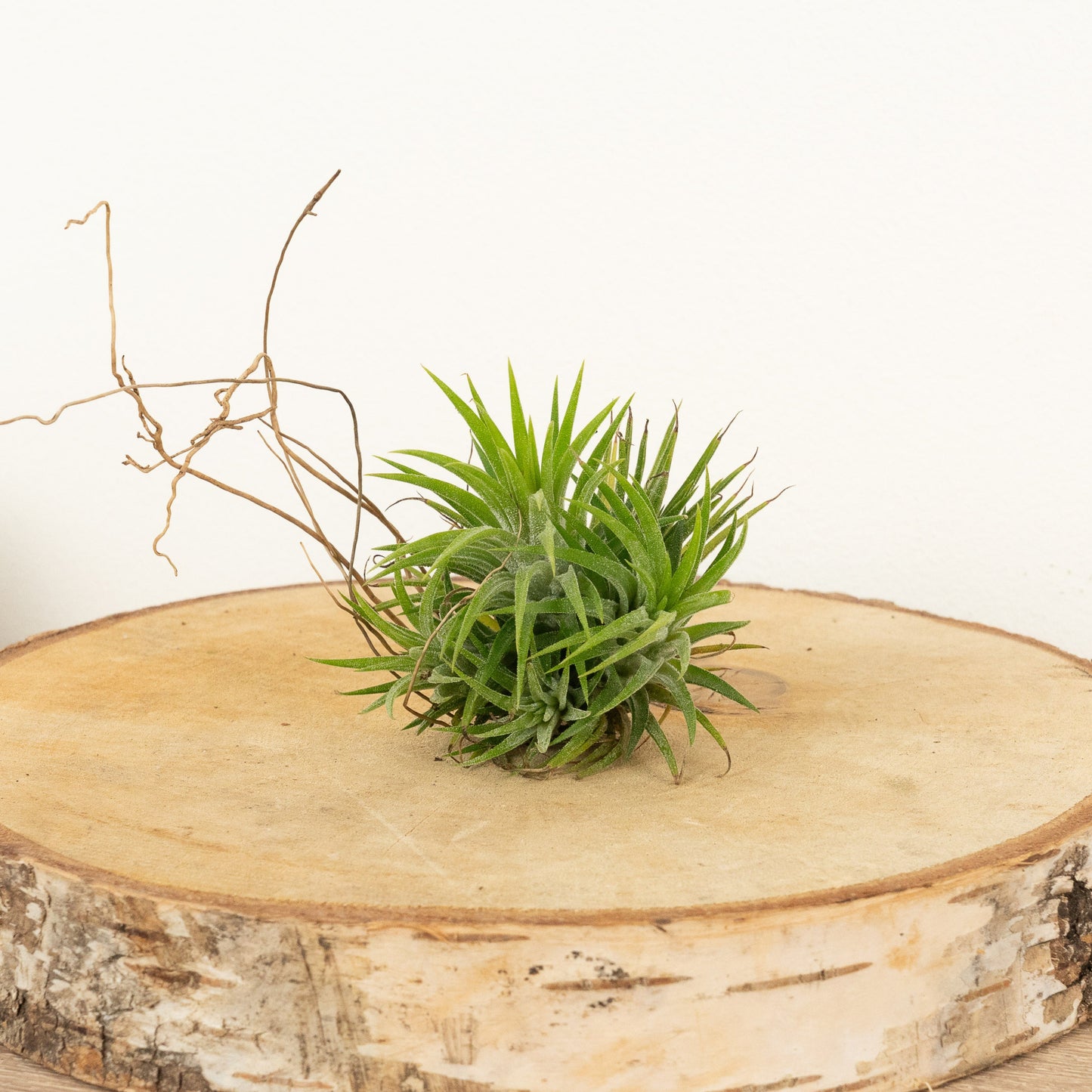 Air Plant | Multiflora