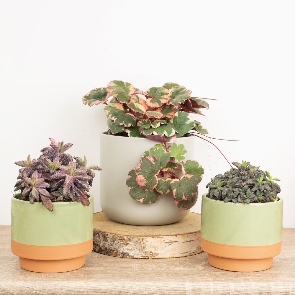 Indoor Mother Of Thousands | Plant Bundle | 3 X PLANTS | 3 X POTS | Indoor Plant Bundle