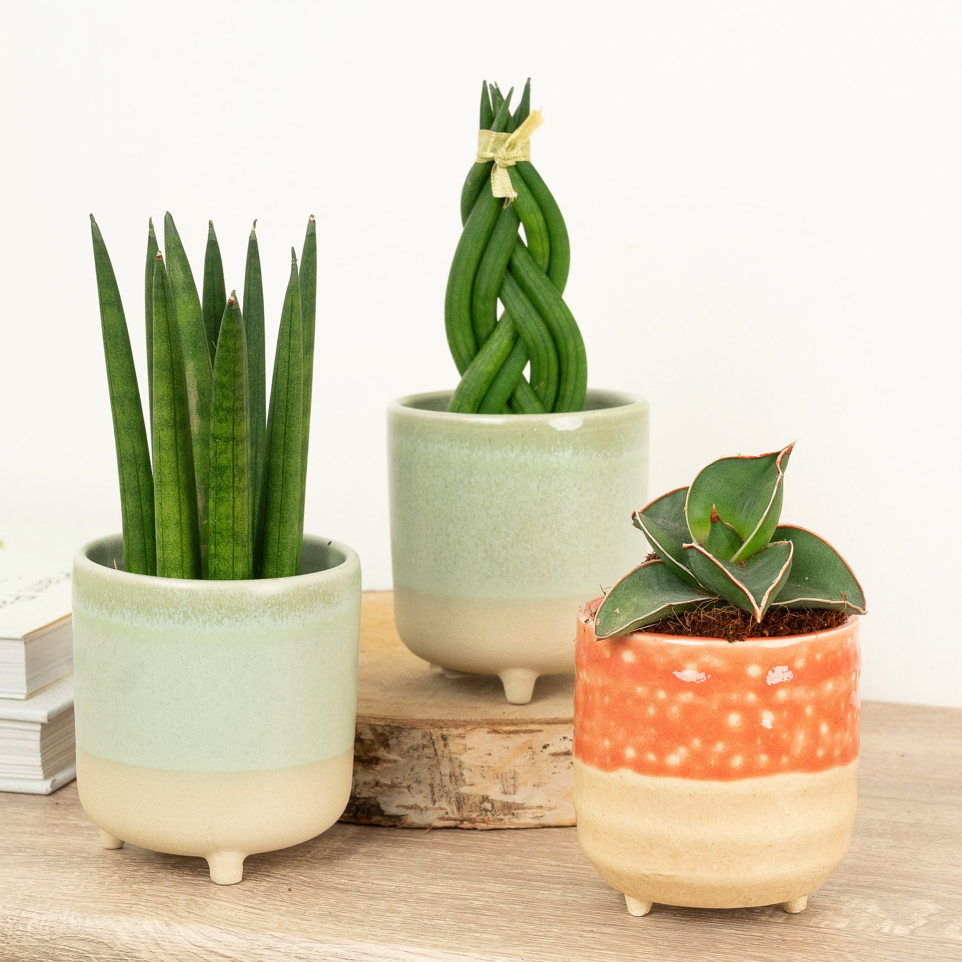 small snake plant pot Small Snake-tacular | Plant Bundle | 3 X PLANTS