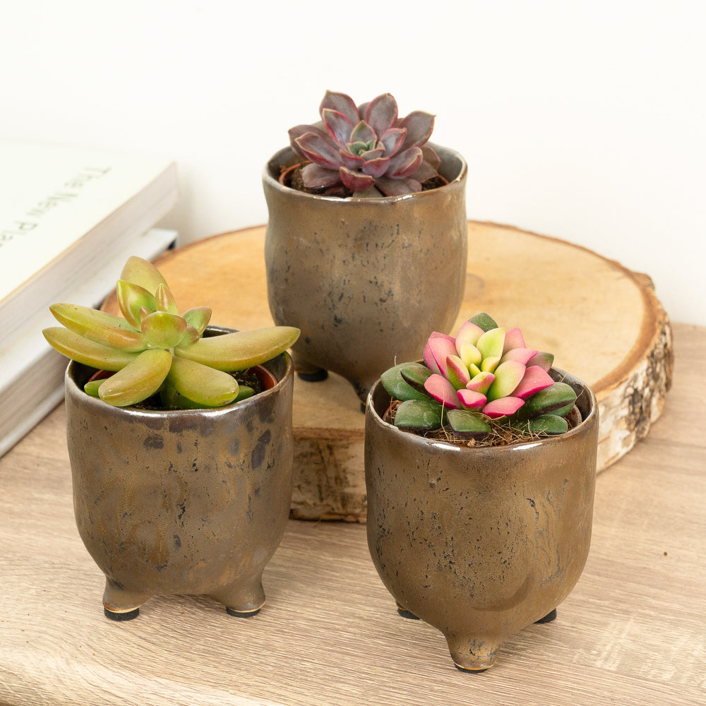 Indoor Snow & Ember | Plant Bundle | 3 X PLANTS | 3 X POTS | Indoor Plant Bundle