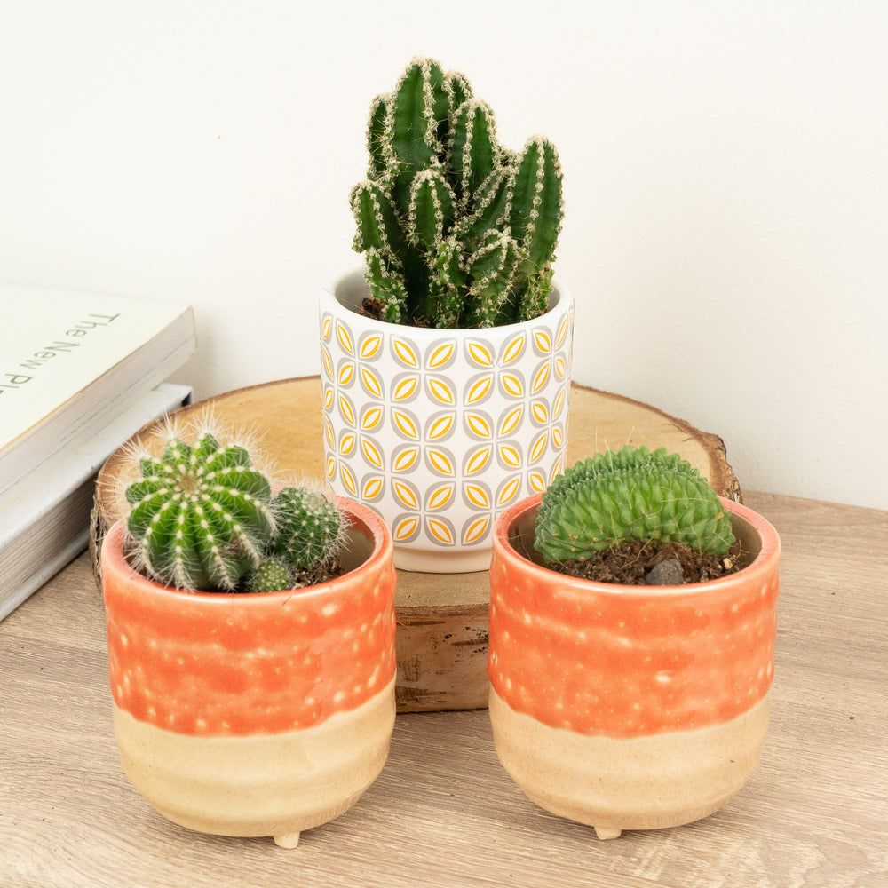 Indoor Pretty Fly For A Cacti | Plant Bundle | 3 X PLANTS | 3 X POTS | Indoor Plant Bundle