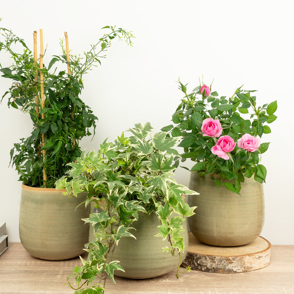Indoor Cottage Core | Plant Bundle | 3 X PLANTS | 3 X POTS | Indoor Plant Bundle