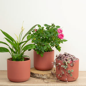 Love In Every Leaf | Plant Bundle - Indoor Plant