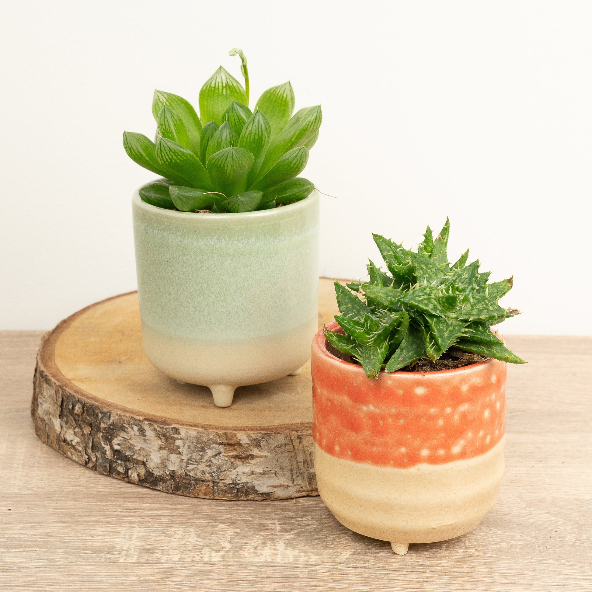 you had me at aloe plant pot You Had Me At Aloe | Plant Bundle | 2 X PLANTS