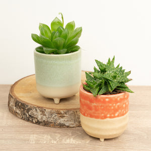 You Had Me At Aloe | Plant Bundle - Indoor Plant