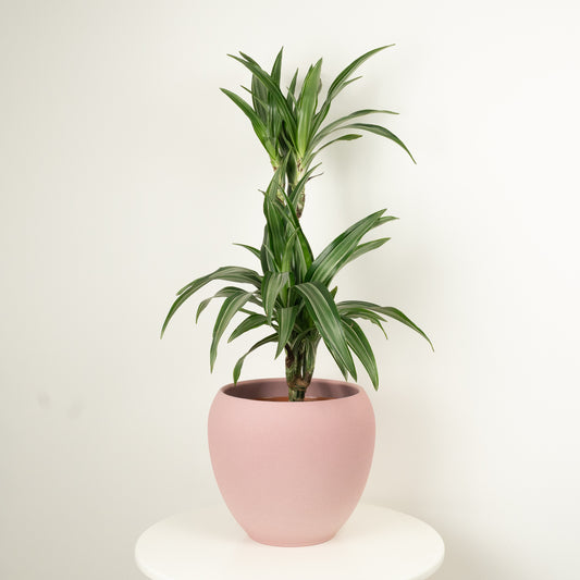 Palm | Ulises | Variegated Plants