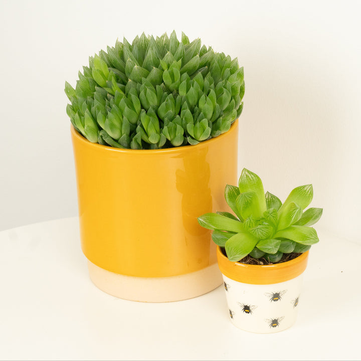 Cushion Aloe