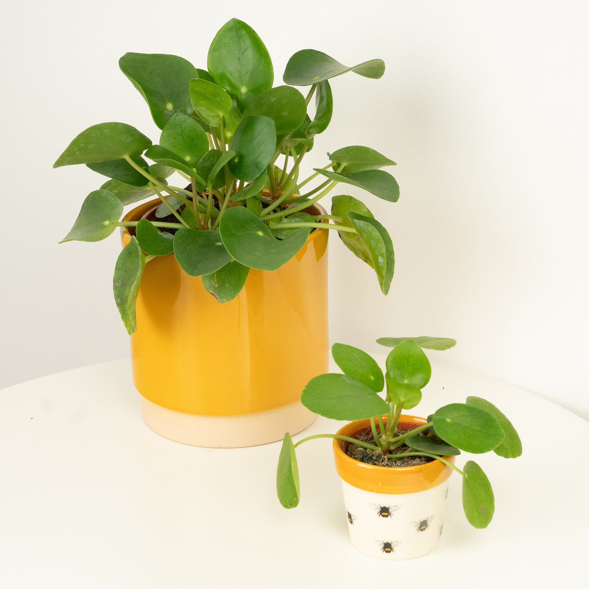 chinese money plant yellow leaves Chinese Money Plant