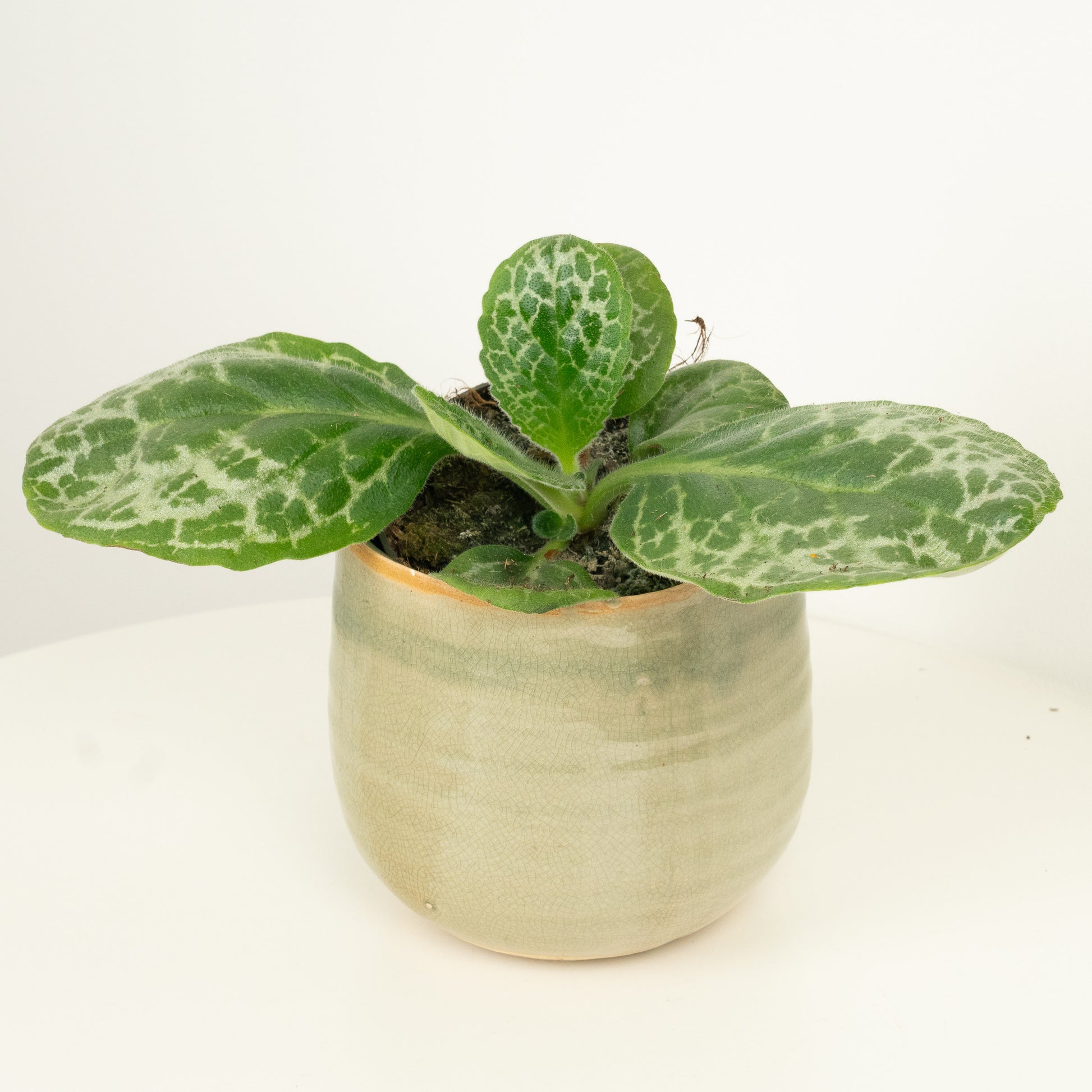 streptococcus house plant Streptocarpus