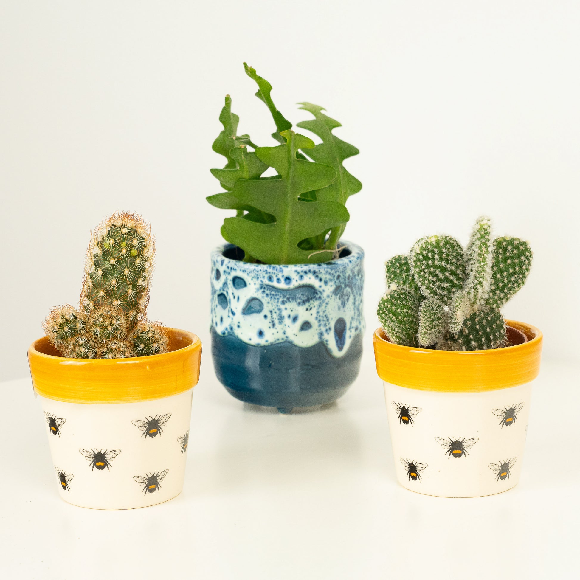 Glad I Pricked You | Plant Bundle