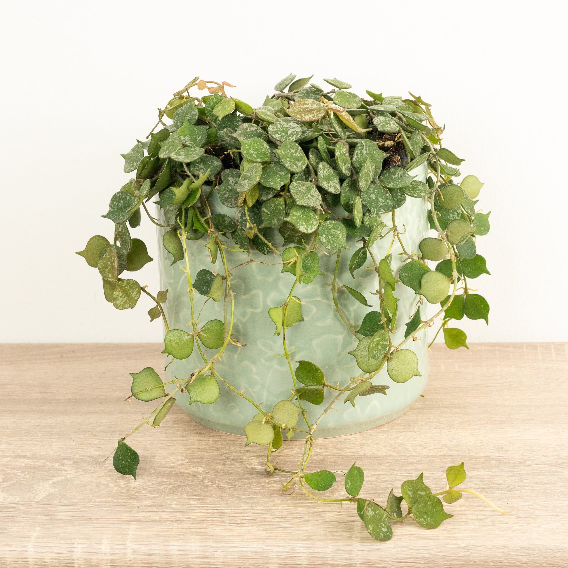 Wax Plant | King & Queen