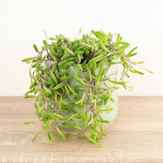 String Of Bananas | Purple Flush | Air Purifying Plants