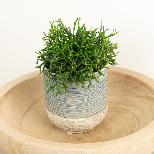 Mistletoe Cactus | Cassutha | Perfect Plants for Under £50