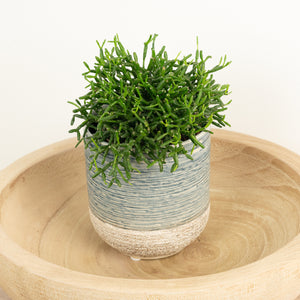 Mistletoe Cactus | Cassutha - Indoor Plant