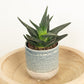 Gasterhaworthia | Royal Highness