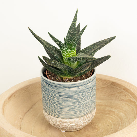 Gasterhaworthia | Royal Highness | Indoor Plants