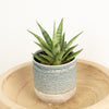 Snake Plant | Starburst