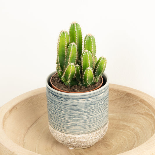 Apple Cactus Florida | Potted Houseplants
