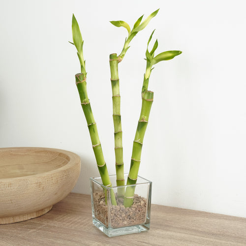 Lucky Bamboo Trio In Glass