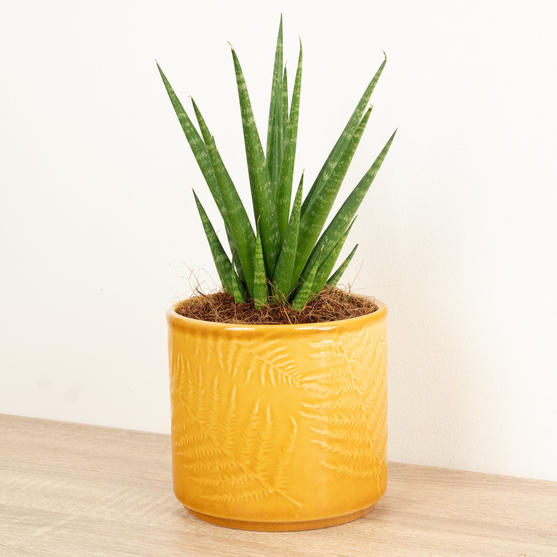 sansevieria queen Snake Plant