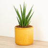Snake Plant | Dancing Queen