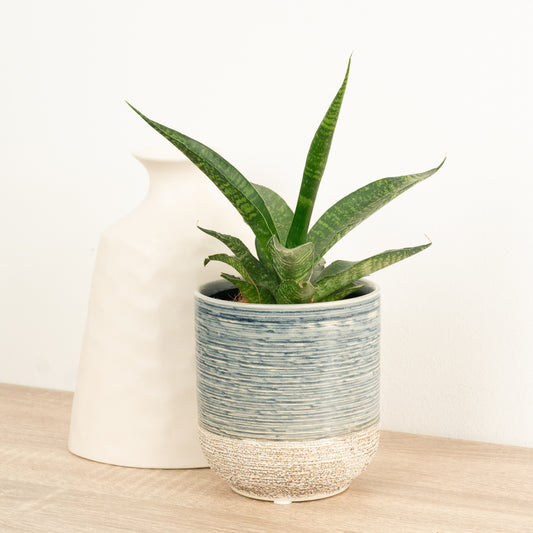 Snake Plant | Galaxy | Potted Houseplants