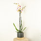 Phalaenopsis Orchid | Polka