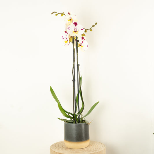Phalaenopsis Orchid | Polka | Potted Houseplants