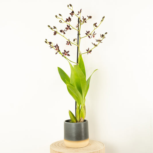 Scented Colmanara Orchid | Choco | 