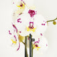 Phalaenopsis Orchid | Polka